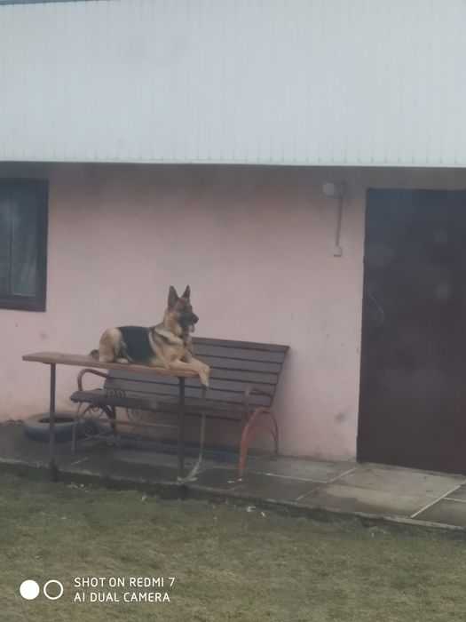 Віддам цуценят німецької вівчарки