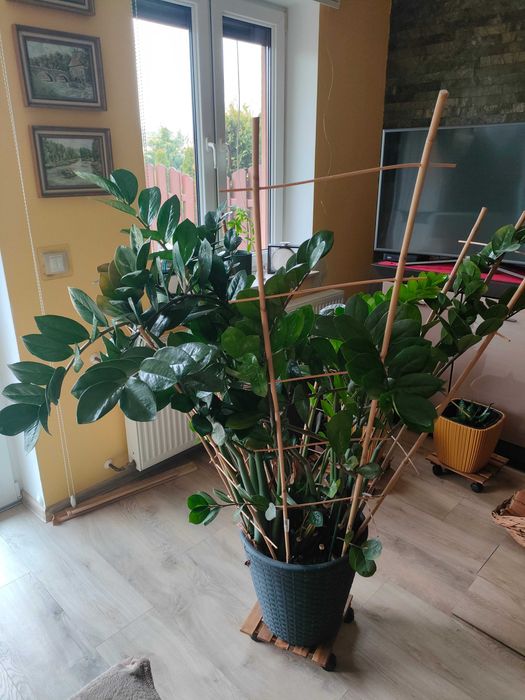 Sprzedam zamioculcas doniczkowy