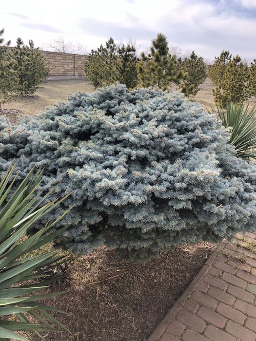 Ель на штампе глаука глобоза