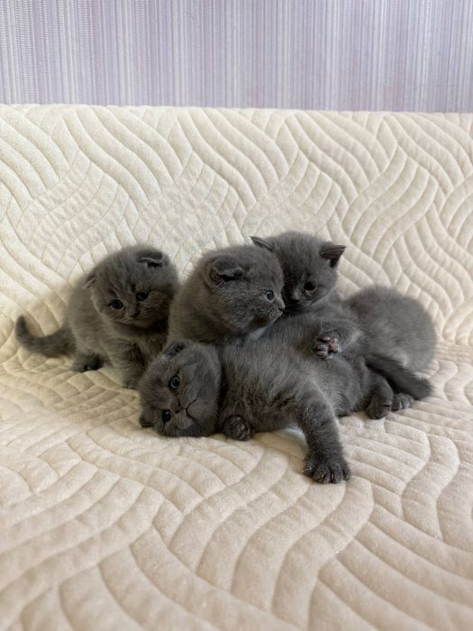 Британські весловухі кошенята