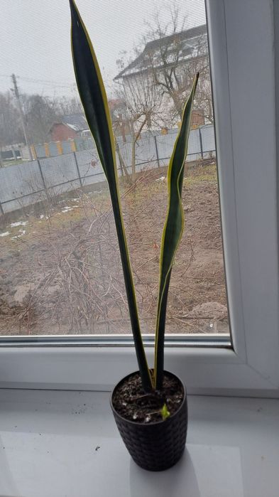 Вазон Сансеверія