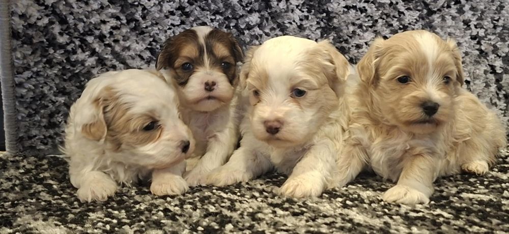 Maltipoo F1 szczenię