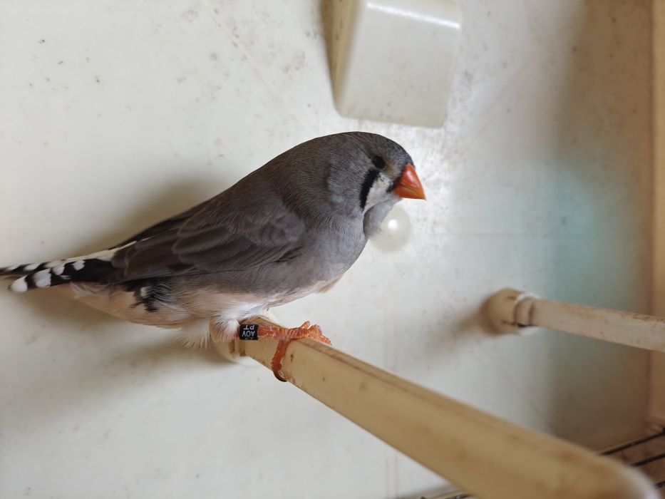 Mandarins gigantes e outros m