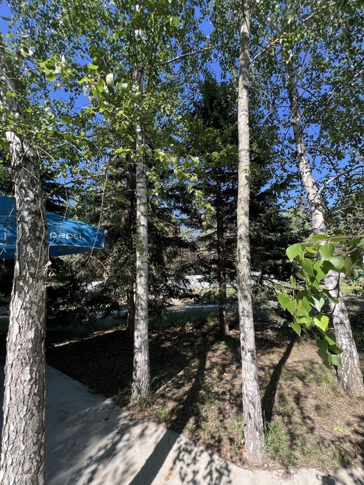 Продам Дом в лесу