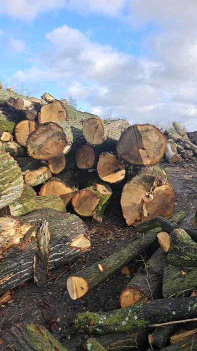 Topola w kłodach drewno opałowe