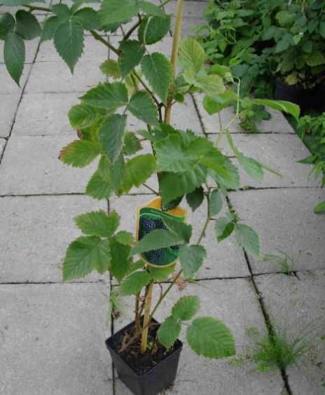 SADZONKI Jeżyny bezkolcowej- czernica od Producenta! Soczyste owoce!