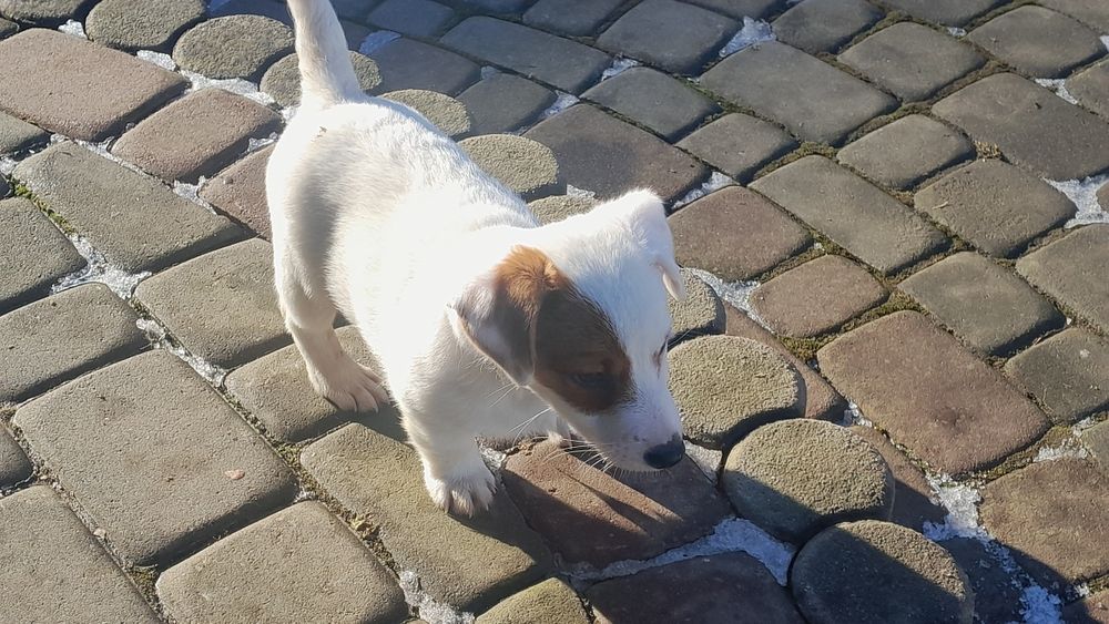 Jack Russell Terrier