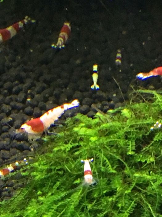 Krewetki caridina crystal red