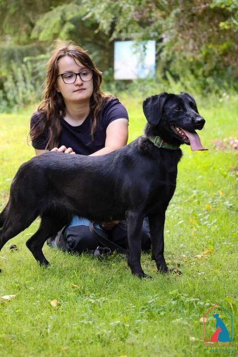 Młoda, wesoła, przyjazna, fajna sunia szuka domu