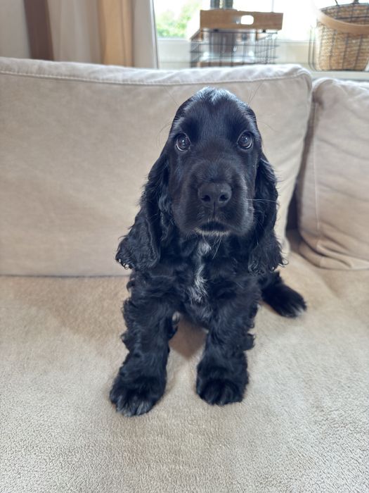 Rezerwacja - ROMEO - Cocker Spaniel Angielski
