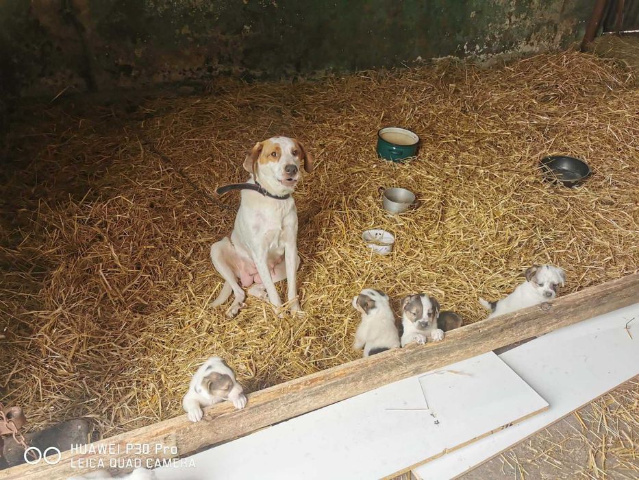 Cudowna Kira czeka na kochający domek. Adoptuj, pokochaj!