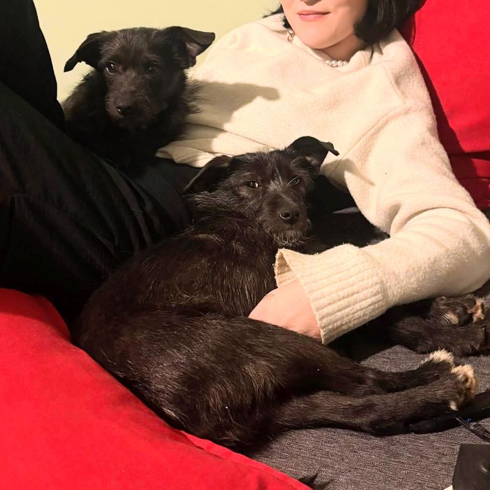 Ali suczka z interwencji do adopcji