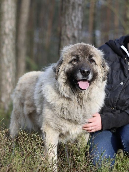 Suczka okolo 5 lat