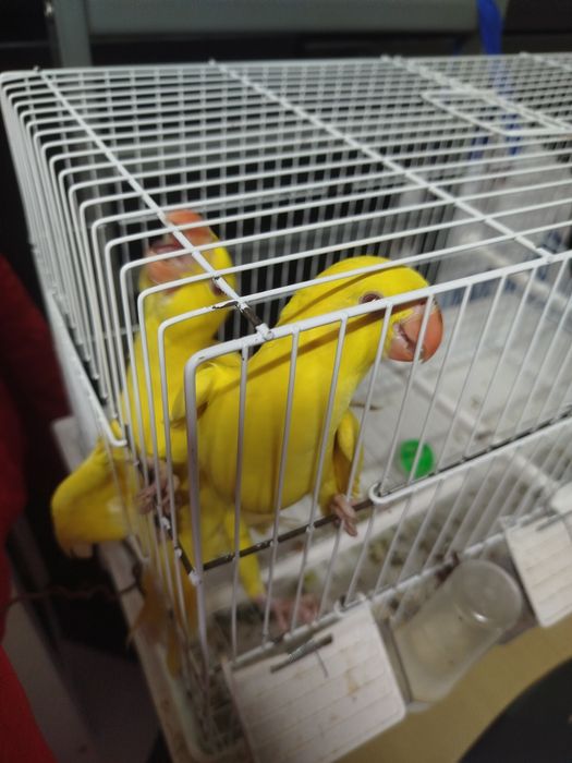 Ring neck amarelos