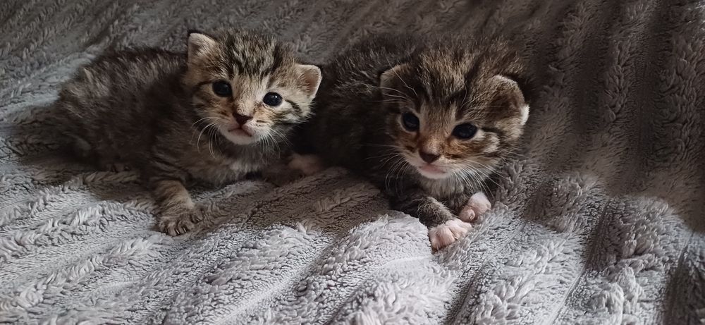 Małe kotki do adopcji