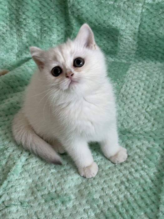 Kocur brytyjski ns11