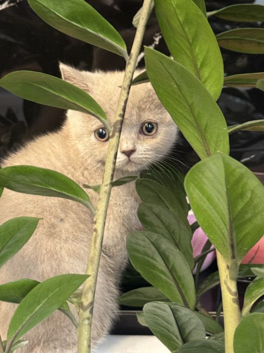 Kocurek brytyjski fpl