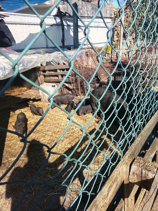 porcos anoes  pretos