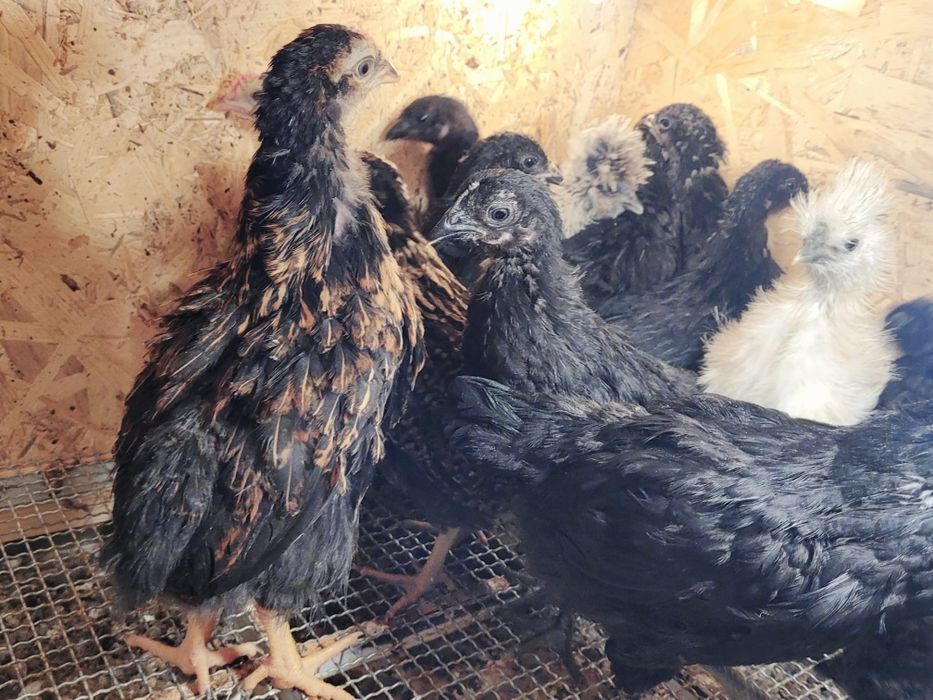 Marans araucana silki oliwkowe jajko