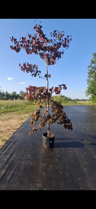 Forest Pansy 3.5m Shirobana Judaszowiec