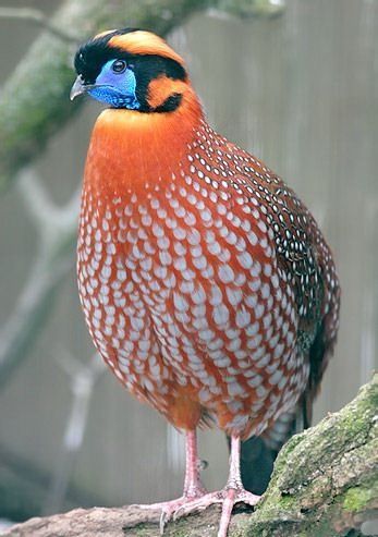 Faisão varias espécie