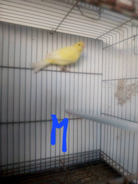 Aves para mudar de gaiola