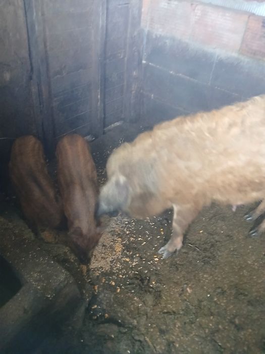 Sedo porca mangalisa com dois filhos  com um mês