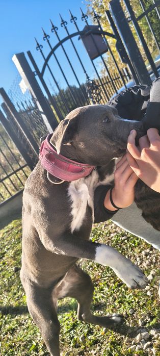 Zaginął pies pitbull terier american