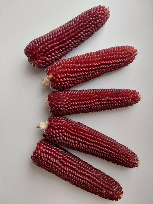 Кукурудза попкорн