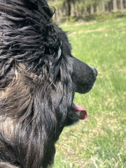 piękny, młody psiak do adopcji