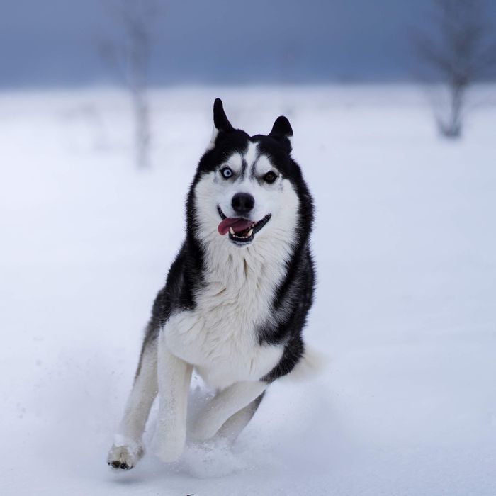Хаски для вязки