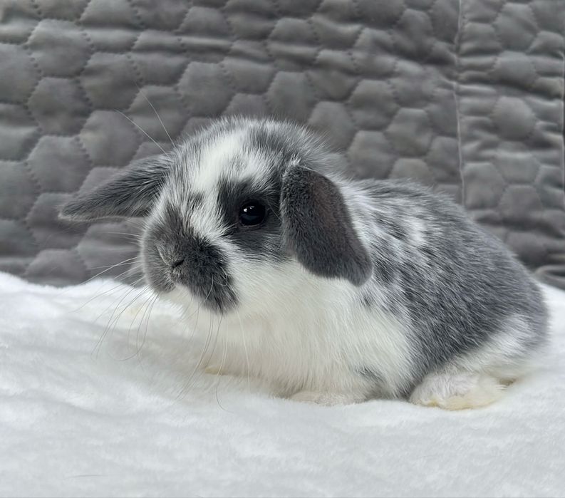 Karzełek Baranek Mini Lop Karzełek Teddy Karzełek Niderlandzki Nederland Królik Króliki Miniaturka Metryka Rodowód Legalna Hodowla