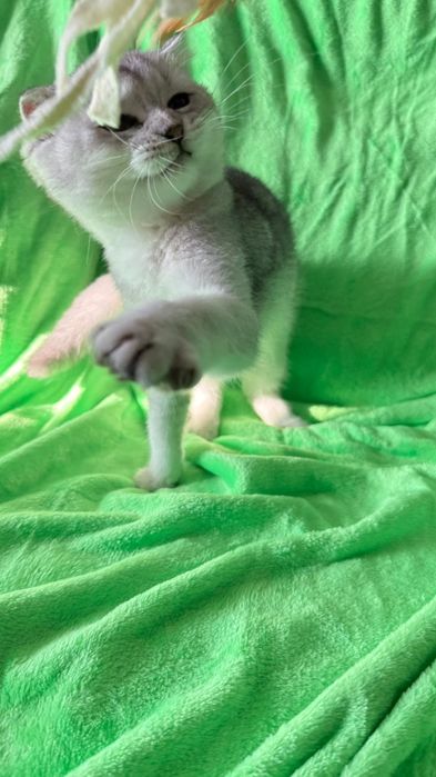 Macho scottish fold