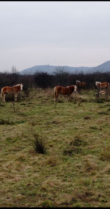 Продам кобили із лошатами