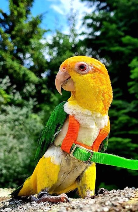 Oryginalne bezpieczne szelki dla papugi xs