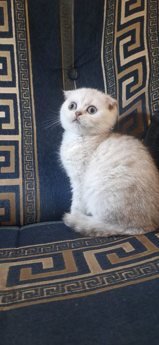 шотландские котята супер вислоушки
