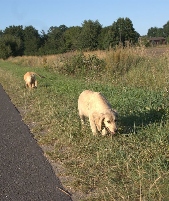Golden retriever ciemny jasny pies transport