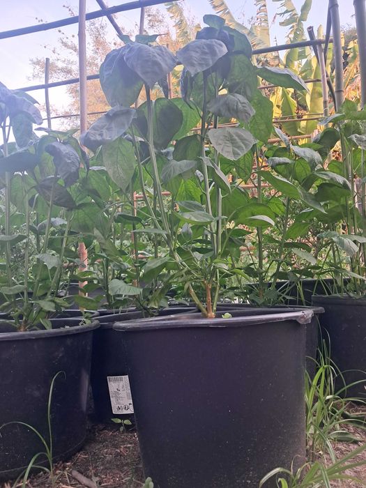 Malagueta Carolina Reaper