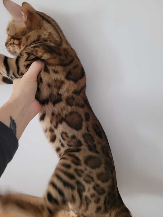 Kotka bengalska wykastrowana kot bengalski FPL/FIFE okazja