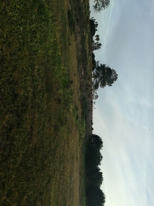Terreno, Salgados, Guia