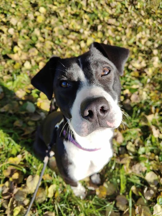 Kida- suczka w typie amstaffa do adopcji