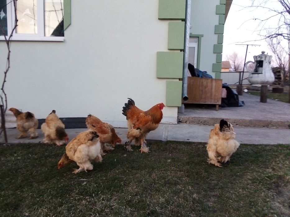 Кури брама палева
