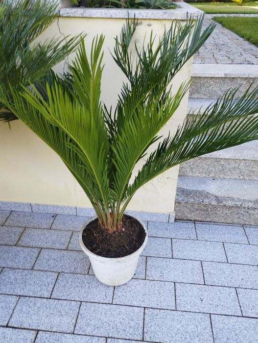 Cicas para venda, ver descrição