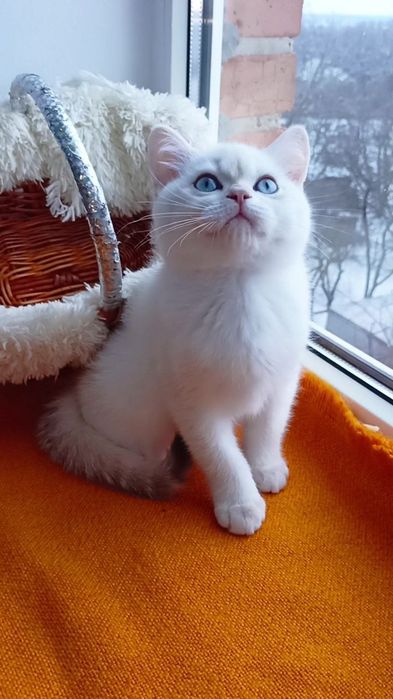 С голубыми глазами. Шотландский котик поинт