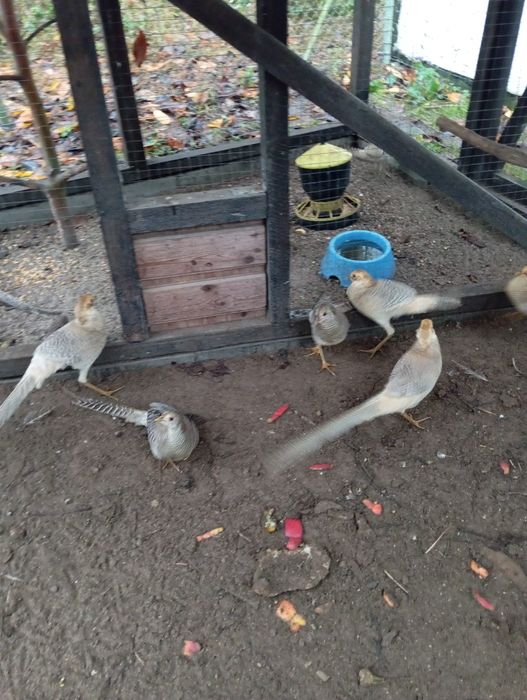 Bażanty bananowe na sprzedaż