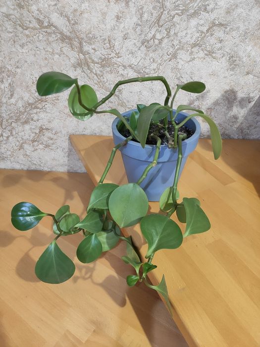 Кімнатні квіти паперомія