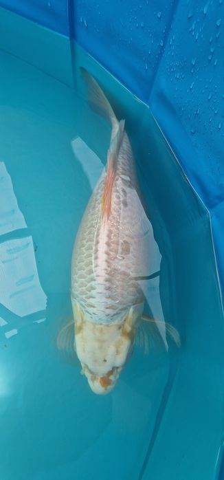 Carpa koi com 41cm