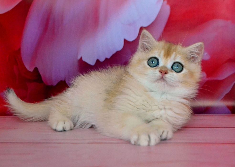 Золотые суперовые шиншиллы