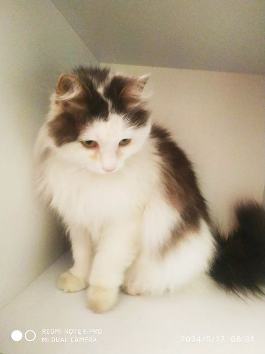 Животные бесплатно.