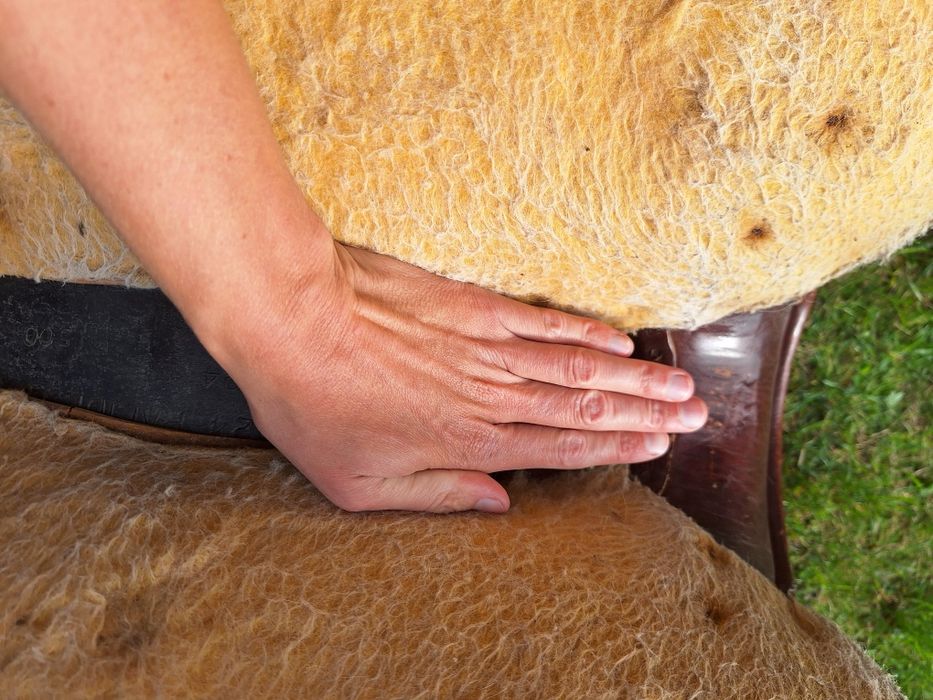 Siodlo westernowe, krótkie, szerokie FQH